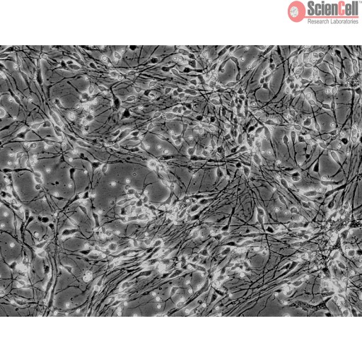 Human Neurons Cell_HN-h