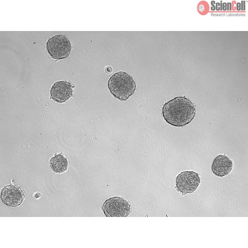 All-inclusive 3D Human Calvarial Osteoblast Spheroid Formation Kit